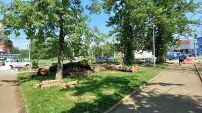 В Ярославле в парке 30-летия Победы вырубят свыше 220 деревьев