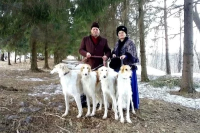 Межрегиональные соревнования по бегам борзых собак пройдут в Ярославской области