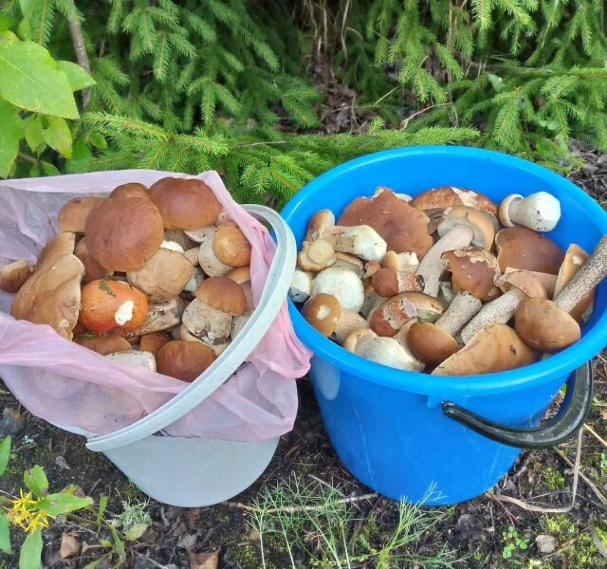 В Ярославской области начался сезон белых грибов В Ярославской области начался сезон белых грибов