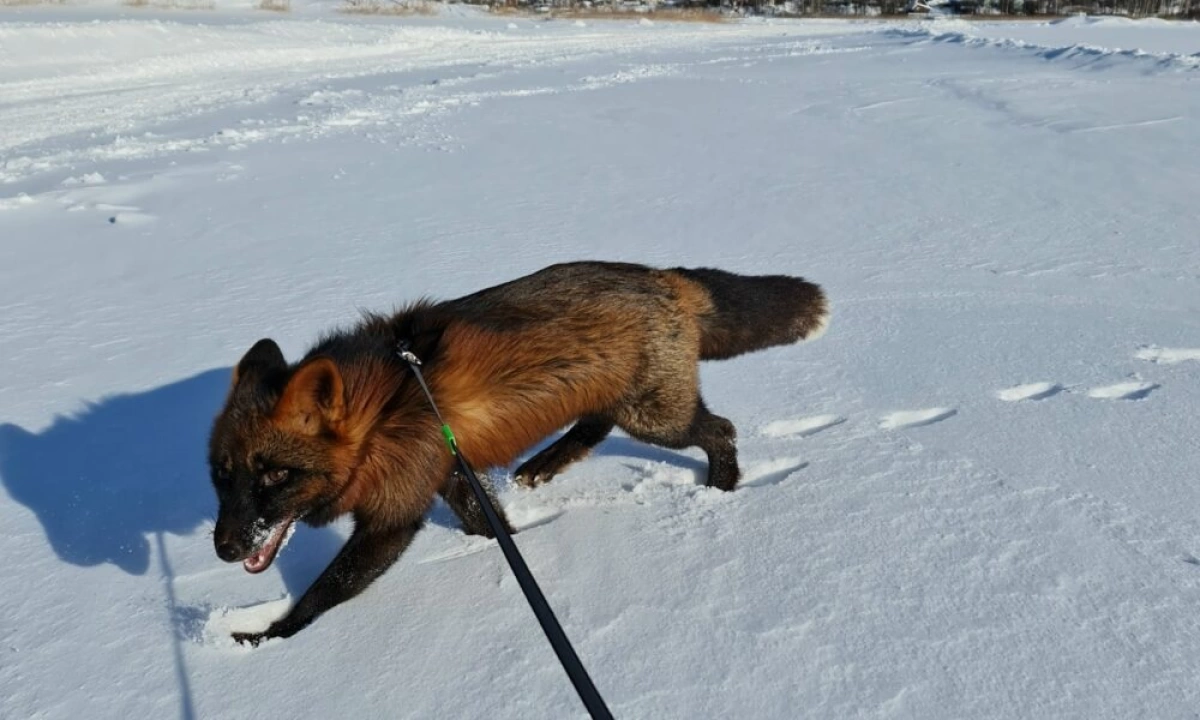 В Ярославле на Климовских карьерах пропал ручной лис