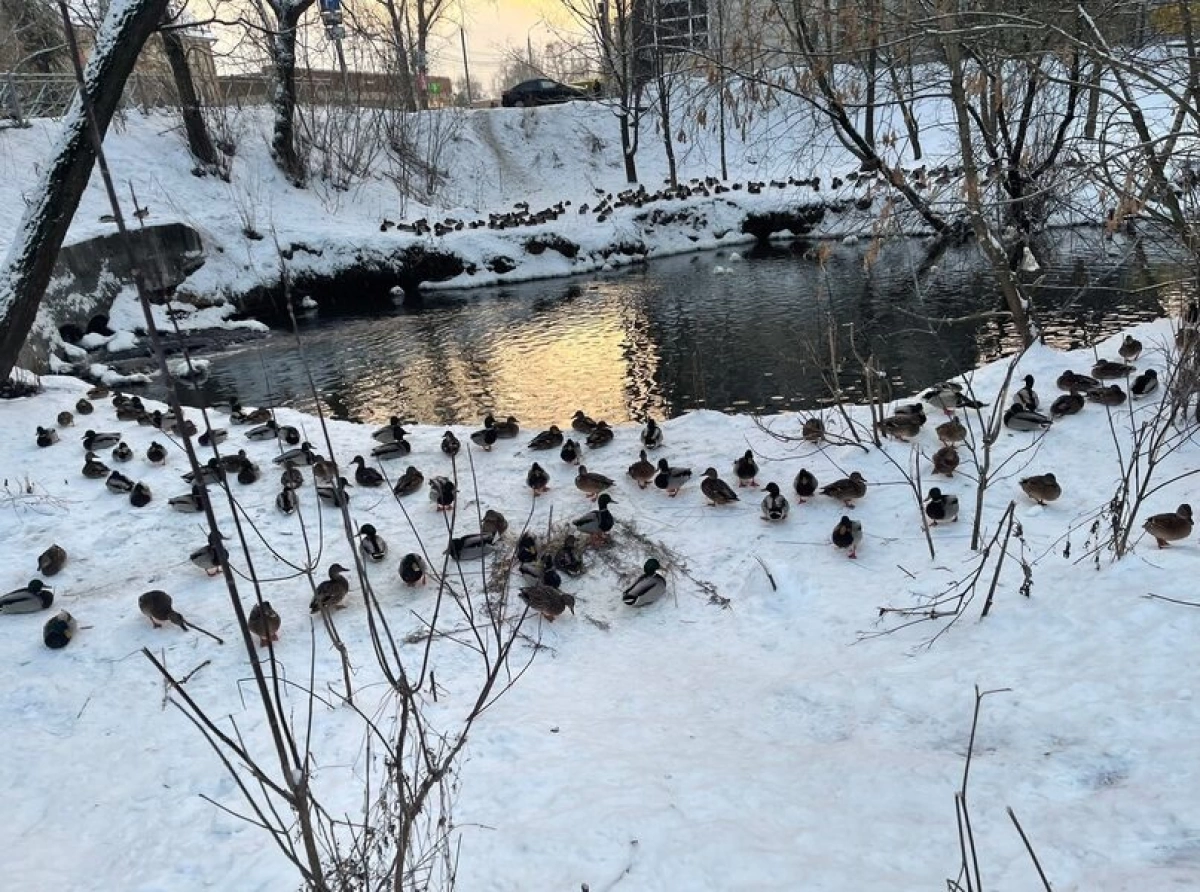 Разлив канализационных стоков привёл к штрафу для мэрии и жильцов Разлив канализационных стоков привёл к штрафу для мэрии и жильцов