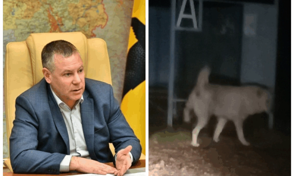 Ярославский губернатор потребовал жесткой реакции на жалобы о нападениях собак