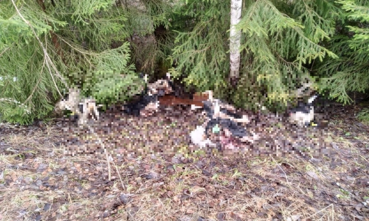 В Ярославской области жители пожаловались на свалку коровьих голов В Ярославской области жители пожаловались на свалку коровьих голов