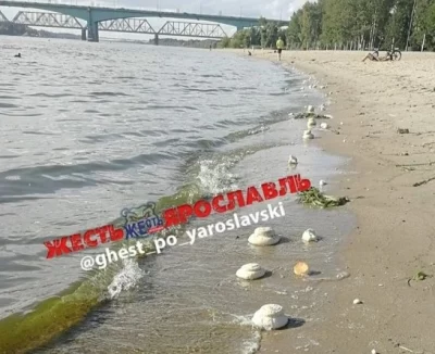 Загадочные &laquo;булочки&raquo; прибило к пляжу в Ярославле