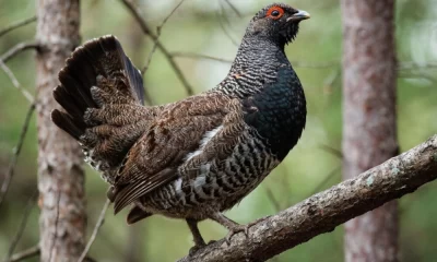 В&nbsp;Ярославской области суд обязал защитить леса вокруг глухариных токов