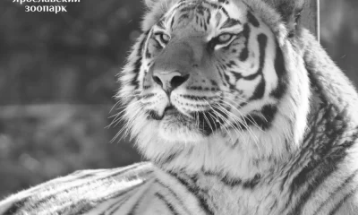 В ярославском зоопарке умер тигр Тамерлан