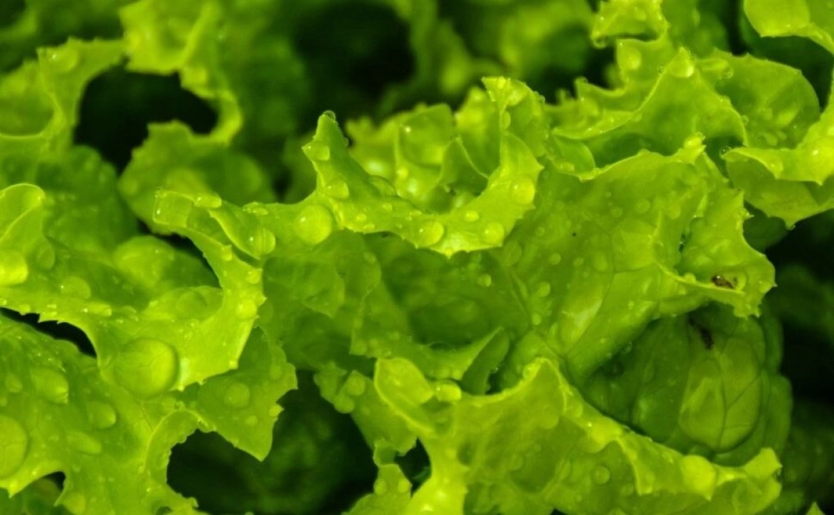 Запрещенные пестициды обнаружены в салате в Ярославской области