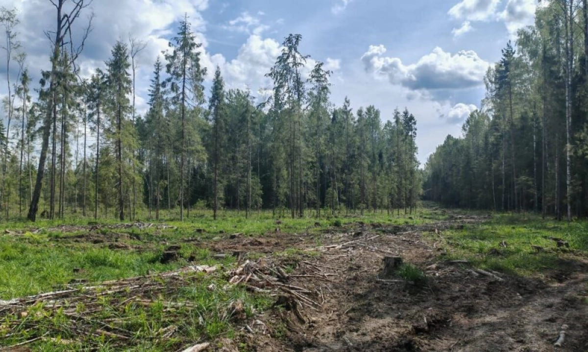 Арендатор леса заплатит более 2,9 млн рублей за ущерб в Ярославской области Арендатор леса заплатит более 2,9 млн рублей за ущерб в Ярославской области
