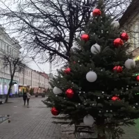 В мэрии Ярославля рассказали о судьбе елочек с улицы Кирова