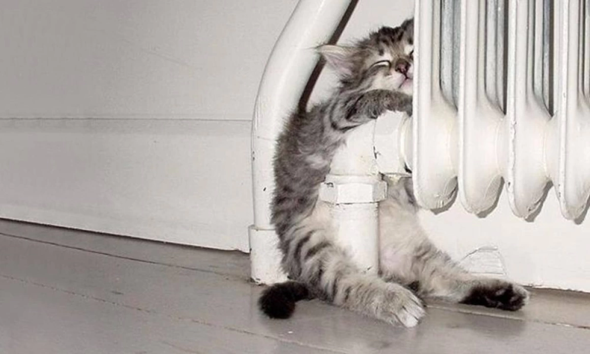 В Ярославской области начинают отопительный сезон В Ярославской области начинают отопительный сезон