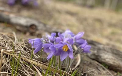 Ярославль встречает метеорологическую весну