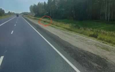 &laquo;Уже запах идёт&raquo;: ярославцы просят убрать труп лося с трассы