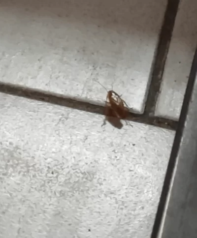 Суд обязал ярославну убрать квартиру-свалку