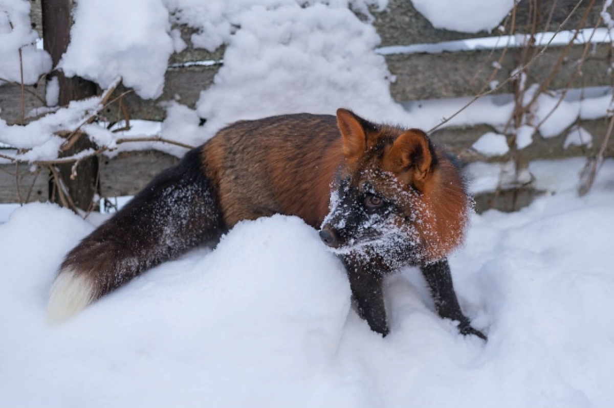 В Ярославле объявили вознаграждение за поимку домашнего лиса