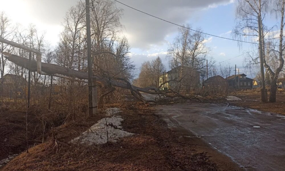 Сухостой упал на школьника: Водоканал выплатит компенсацию в 800 тысяч рублей Сухостой упал на школьника: Водоканал выплатит компенсацию в 800 тысяч рублей