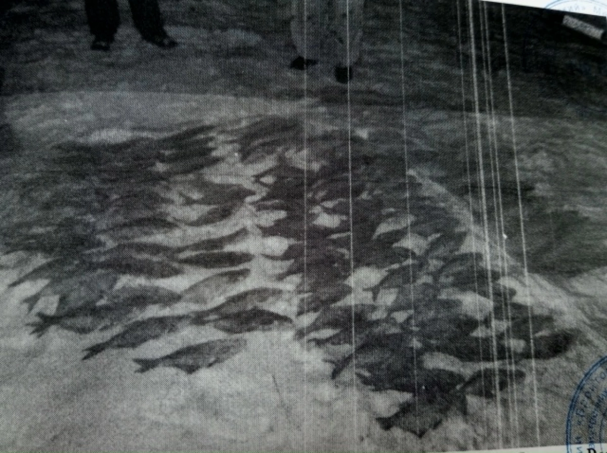 Двое жителей Ярославской области наловили рыбы на условный срок