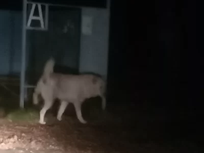 &laquo;Загнали на крышу остановки&raquo;: жители ярославской деревни пожаловались на собак