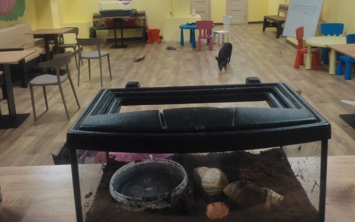 Ярославское антикафе предостерегли из-за нарушения трудовых прав свиней