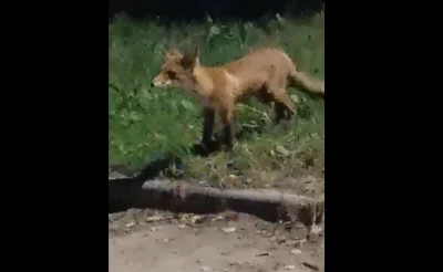 Лиса-крысоловка стала местной знаменитостью в Брагине