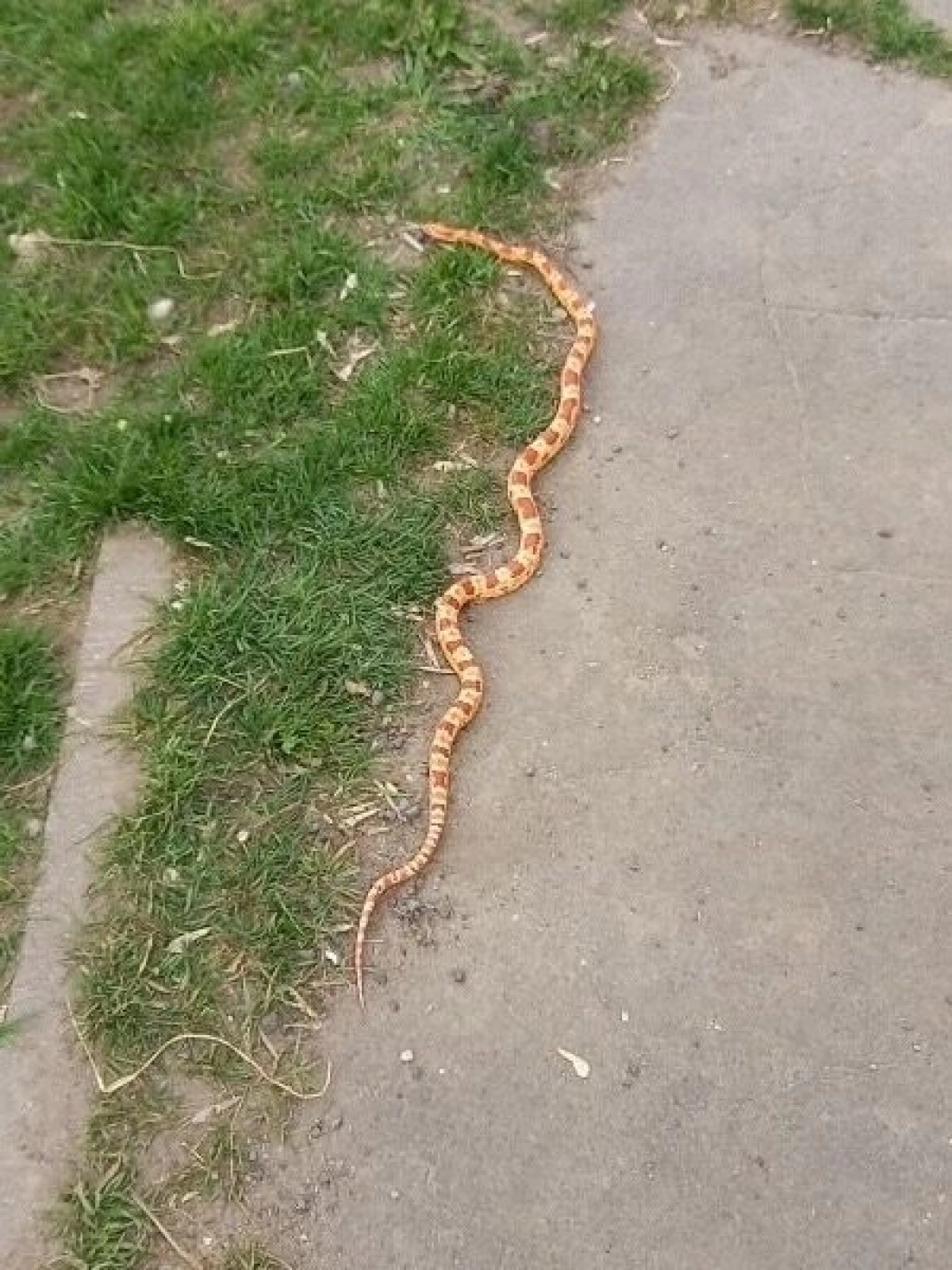 В Ярославле сбежавшая экзотическая змея два дня провела на улице