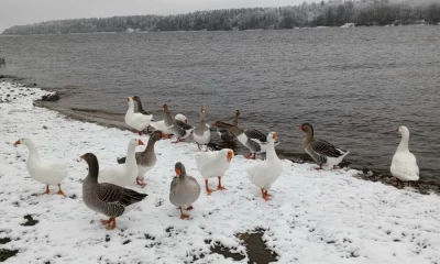 В Ярославской области на Волге течением и льдом унесло стаю гусей