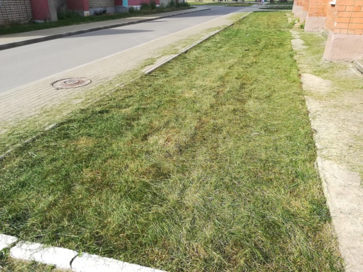 Подростки стригли газон ножницами в Тутаеве: возмущение в сети Подростки стригли газон ножницами в Тутаеве: возмущение в сети
