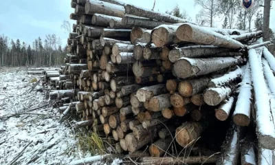 Жителя Ярославской области будут судить за взятку сотруднику лесоучетной организации