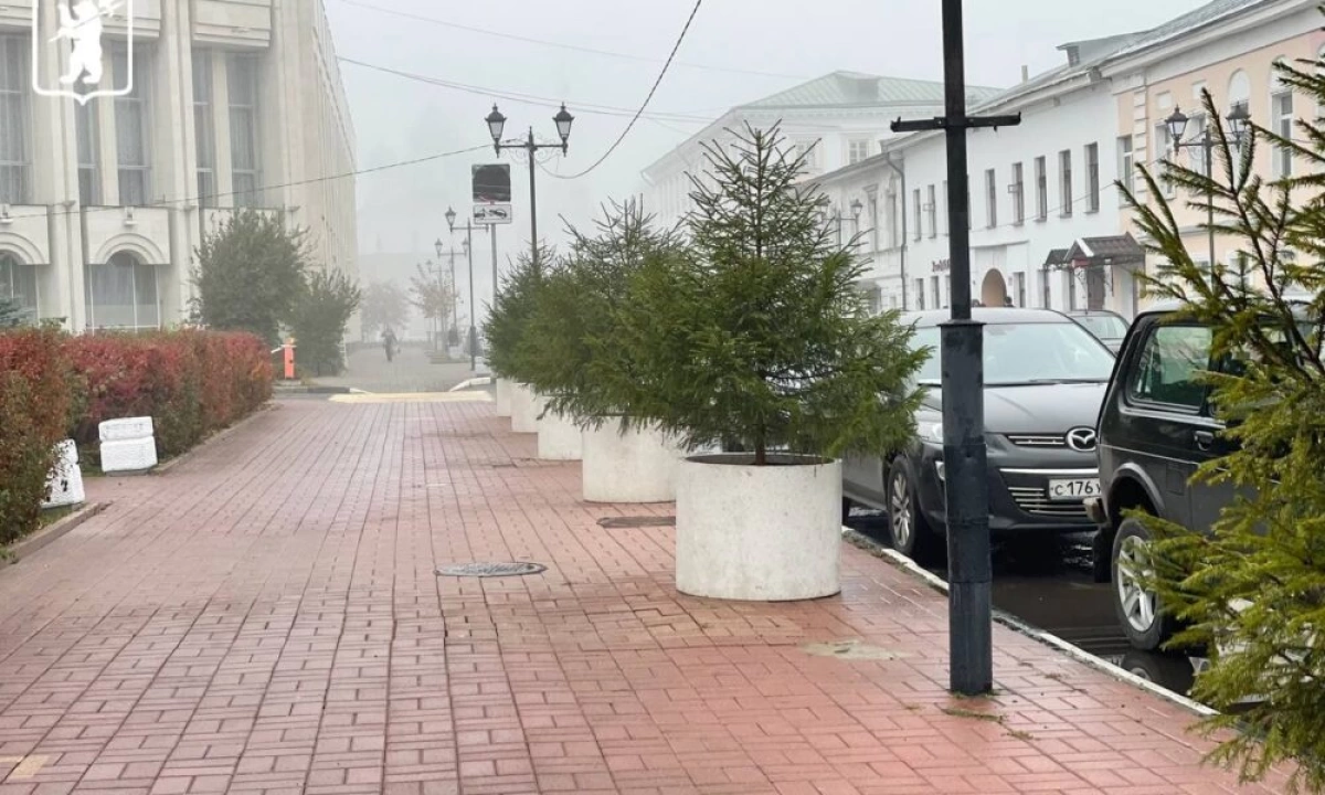 В центре Ярославля посадили ели в кадках