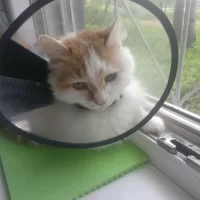 Тутаевская городская ветеринарная лечебница