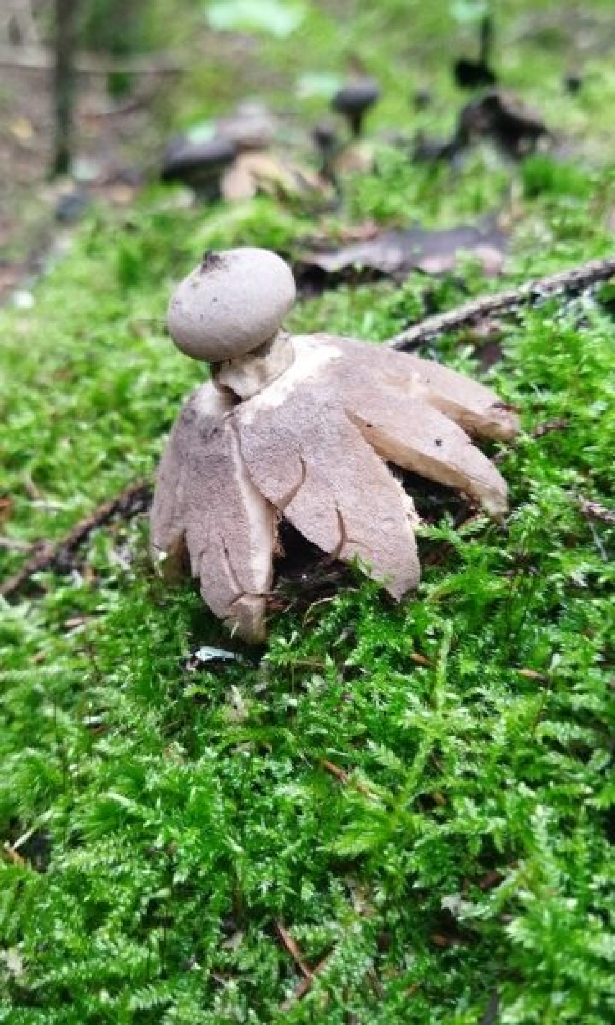 Редкий гриб-звезда найден в Ярославской области