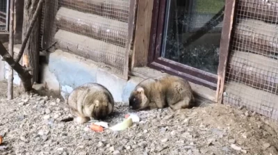 Ежи и сурки в ярославском зоопарке отправились в зимнюю спячку