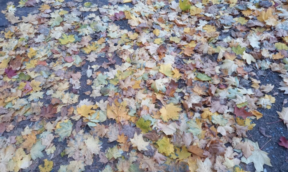 &laquo;Бабье лето&raquo; в Ярославской области берет паузу