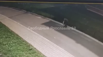 Жестокий отлов кошек в Красных Ткачах: животные погибают от дротиков