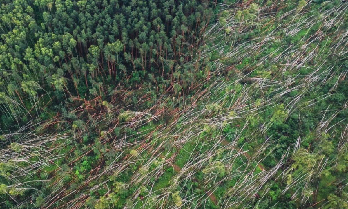 Ярославцам запретили трогать поваленный июльским ураганом лес Ярославцам запретили трогать поваленный июльским ураганом лес