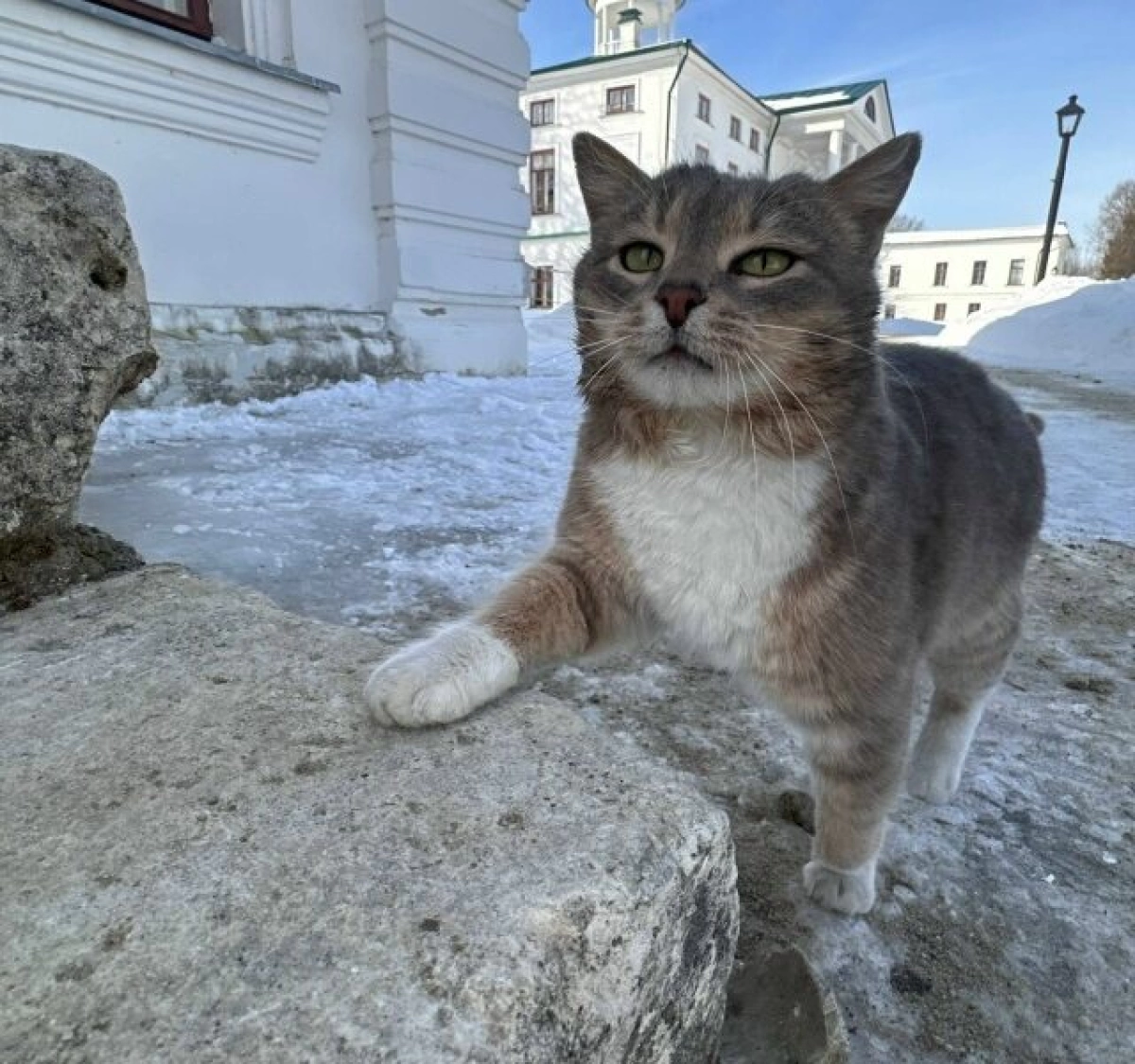Объявленный в розыск кот Василий вернулся в музей &laquo;Карабиха&raquo;