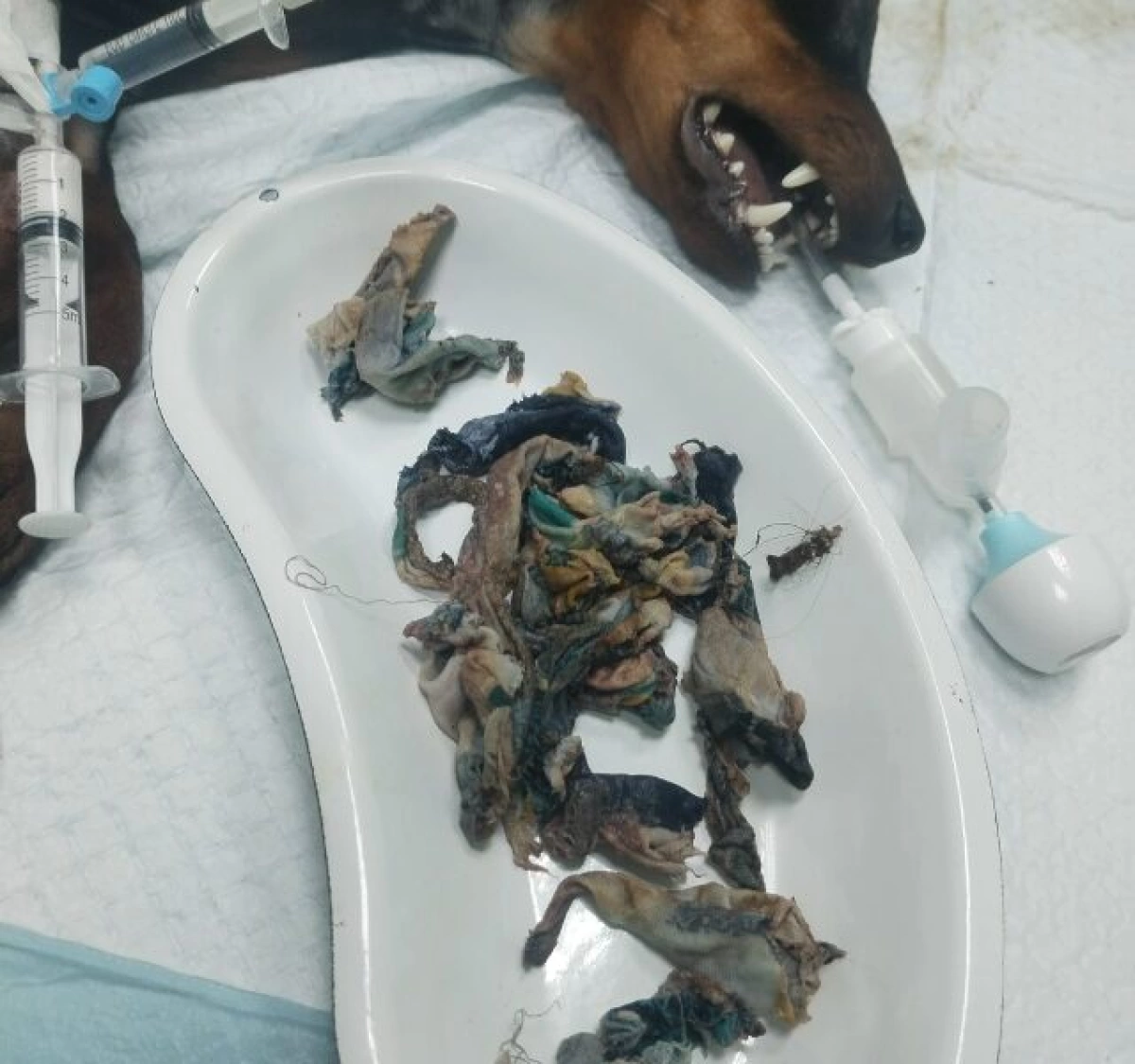 В Ярославской области из желудка щенка достали 20 кусочков ткани