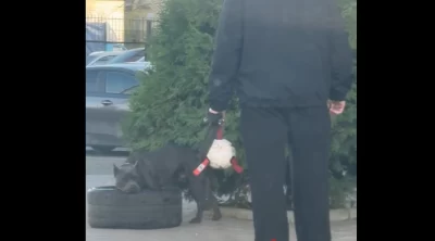 Ярославцу грозит штраф за игру собаки с покрышкой на тротуаре