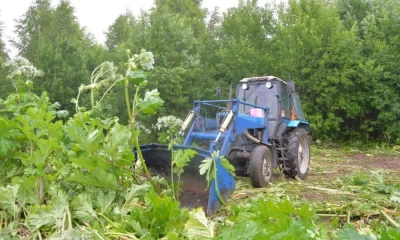 В Ярославле боровшийся с борщевиком подрядчик признан недобросовестным