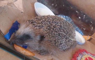 Тутаевцы требуют наказать игравших в футбол живым ежиком детей