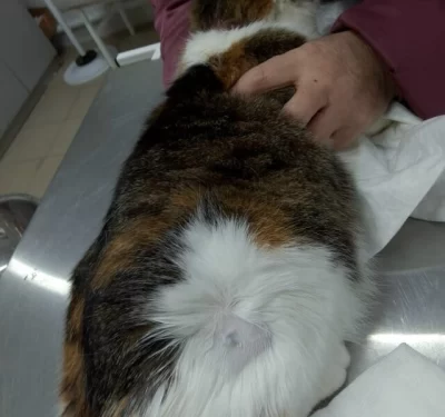 В Ярославской области ветврачи помогли кошке с дробью под кожей