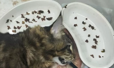 В Ярославской области ветврачи спасли укравшего куриные шеи мейнкуна