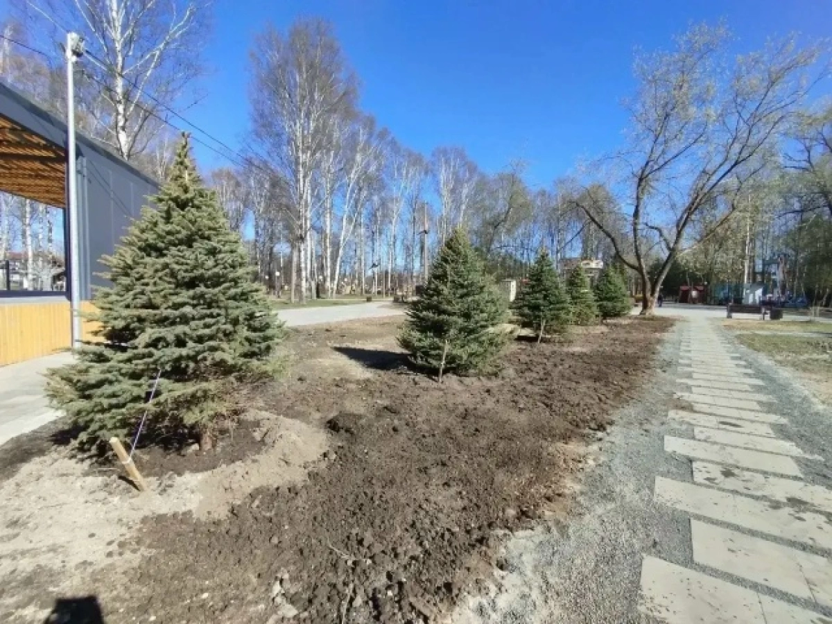 В Ярославле новогодние ели с улицы Кирова посадили в Юбилейном парке