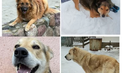 Во время атаки БПЛА на Ярославль убежали напуганные взрывами собаки