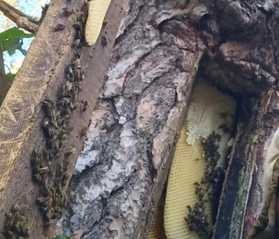 Маркировка пчел в Ярославской области: что нужно знать пчеловодам