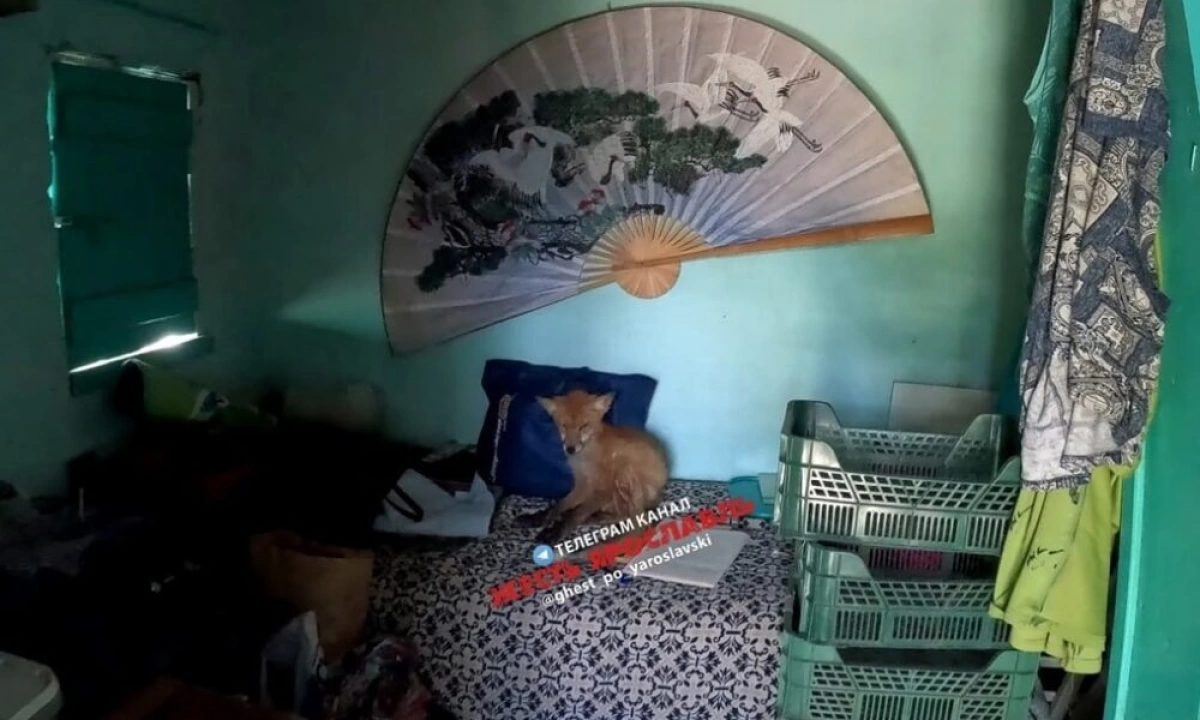 В Ярославской области лиса, предположительно с бешенством, умерла в дачном доме В Ярославской области лиса, предположительно с бешенством, умерла в дачном доме