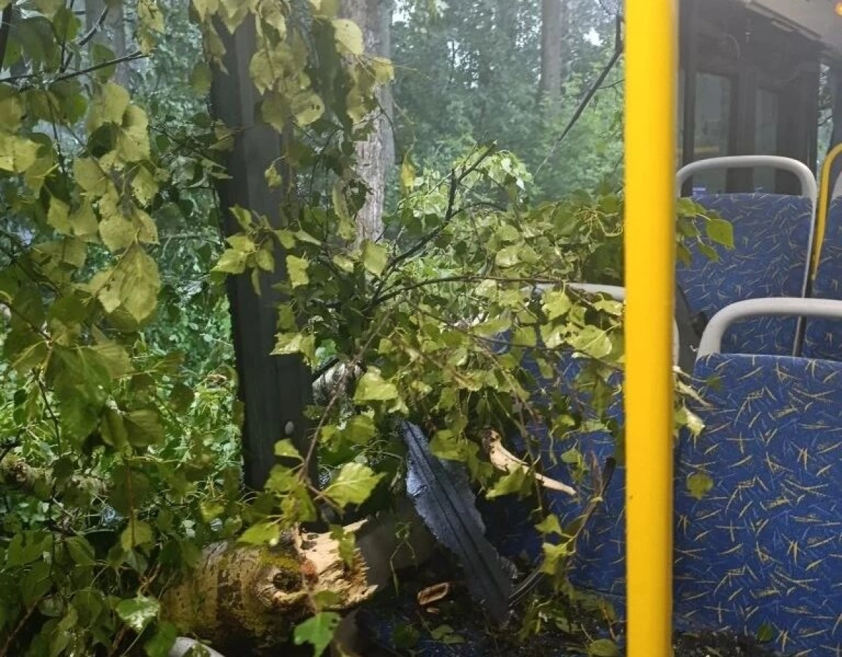 В Ярославле дерево рухнуло на автобус