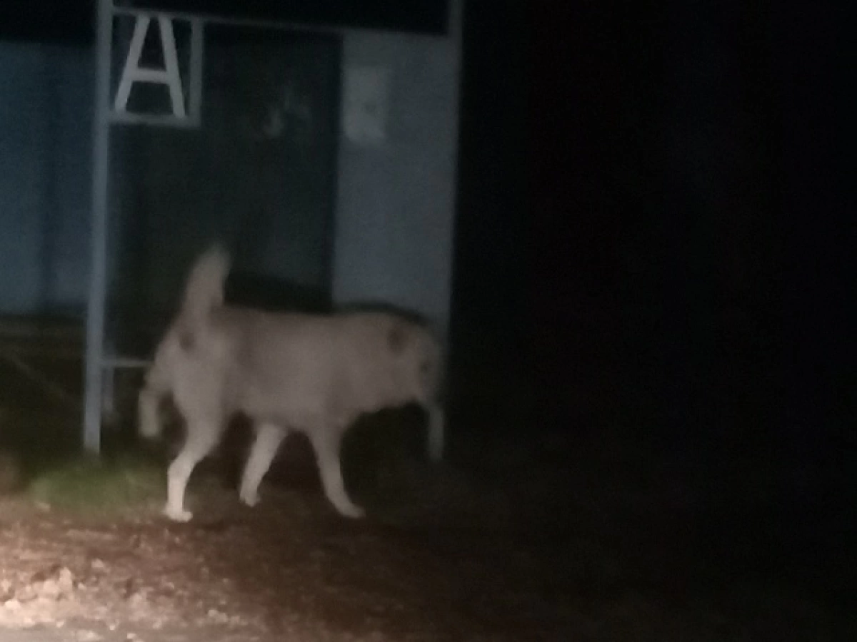 &laquo;Загнали на крышу остановки&raquo;: жители ярославской деревни пожаловались на собак