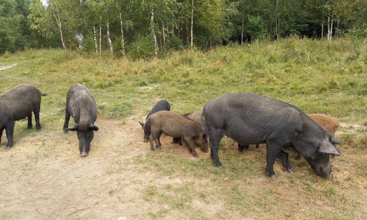 Ярославский браконьер заманивал кабанов в капканы, но сам попал в фотоловушку