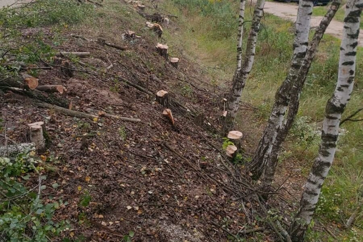 Жители просят спасти берёзы при ремонте дороги в Ярославском районе Жители просят спасти берёзы при ремонте дороги в Ярославском районе