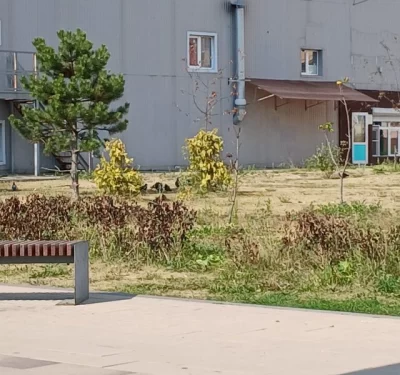 Заволжский сквер страдает от засухи: жители просят о помощи